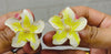 Bloom Yellow Earrings 🌼